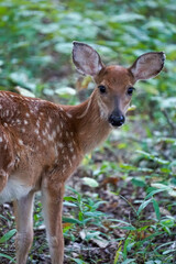 baby deer, fawn, spotted, wildlife