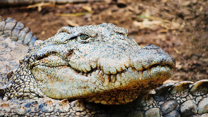 close up of a mugger crocodile