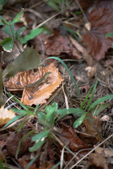 Lizard in the Leaves