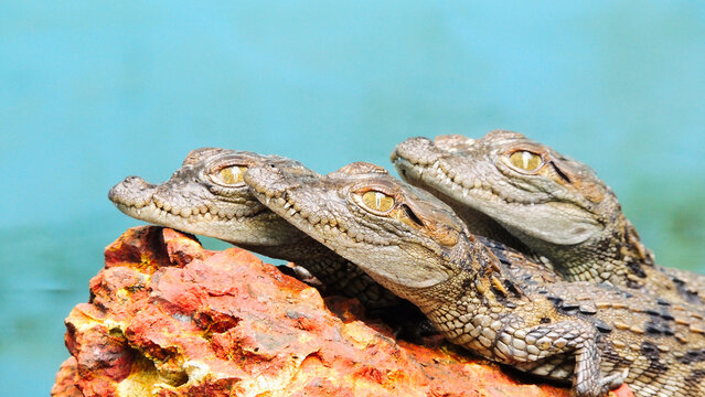 close up of crocodile hatchlings basking in sun
