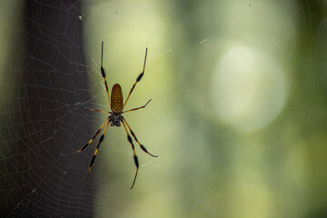 Banana Spider in its Web