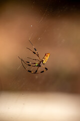 Banana Spider feasting on prey