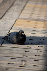 Pigeon on the Pier