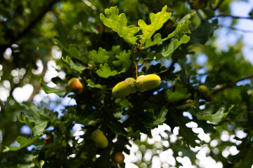 two acorns on oak