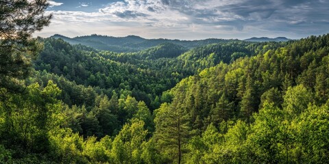 Obraz premium A wide, scenic view of a forest.