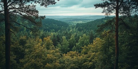 Fototapeta premium A wide, scenic view of a forest.