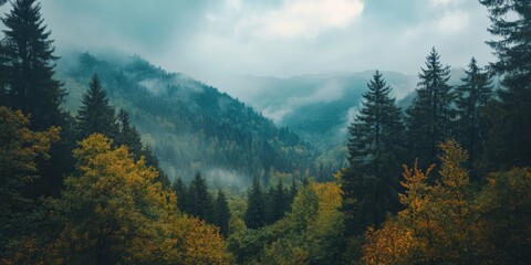 A wide, scenic view of a forest.