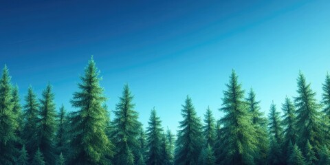 Fototapeta premium Pine trees under a clear blue sky in a national park setting, Pine trees against a clear blue sky in a natural landscape
