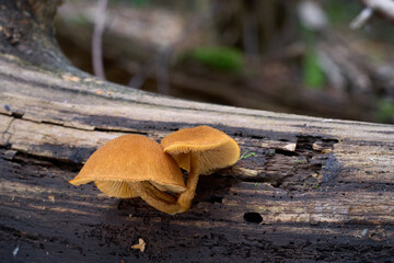 Flammulaster limulatus mushroom on the wood. Rare yellow mushrooms in deciduous forest.