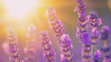 Obraz premium Lavender Field Sunset