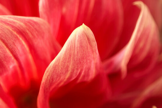 Close up of a dahlia flower petal