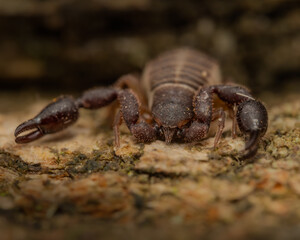 scorpion on the ground