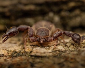 Pseudo escorpion