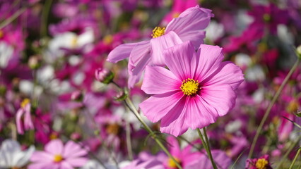 Fototapeta premium コスモス畑