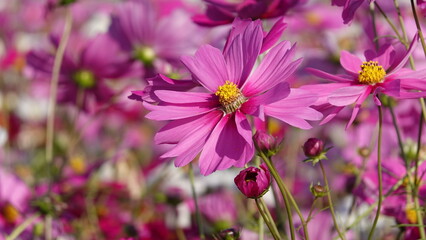 Obraz premium コスモス畑