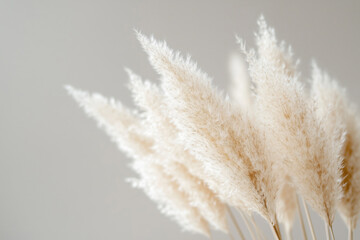Close-up image of pampas grass
