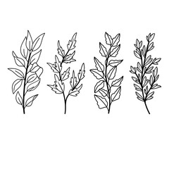 Obraz premium black and white leaves hand drawn vector illustration