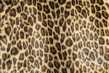 Piel de leopardo vista de cerca, textura