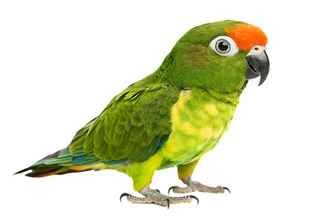 parrot on a white background