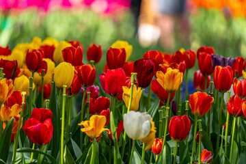 Tulips in the garden