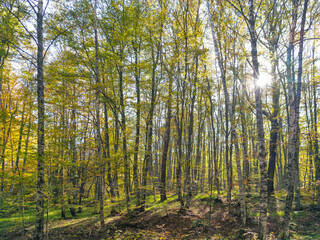 Obraz premium Autumn view of Vitosha Mountain, Bulgaria
