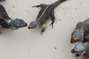 Iguanas rule their own private island in the Exuma chain of islands in the Bahamas