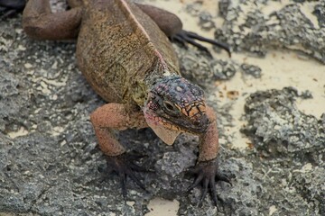 Iguanas rule their own private island in the Exuma chain of islands in the Bahamas