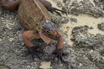 Iguanas rule their own private island in the Exuma chain of islands in the Bahamas