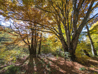 Autumn view of Vitosha Mountain, Bulgaria