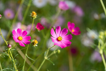 Close-up of a beautiful crimson Cosmos bipinnatus (or Mexican aster) blooming in a garden. Garden cosmos blooms on a sunny autumn day