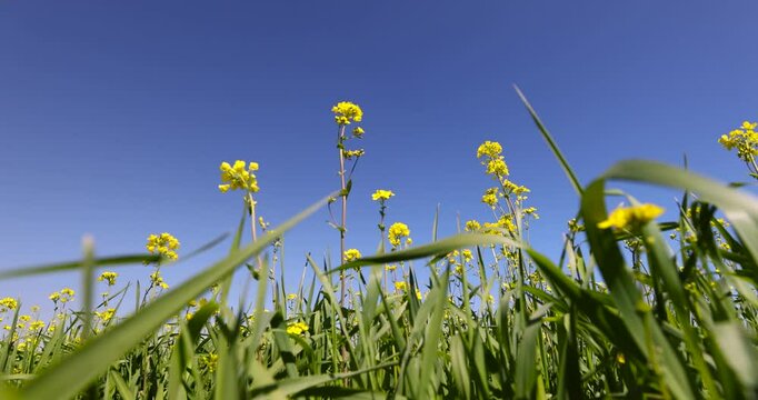 rapeseed flowers are yellow against a sky, a new crop of rapeseed for industrial activities is grown in Europe