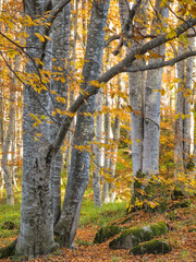 Autumn view of Vitosha Mountain, Bulgaria
