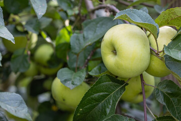 Fresh green apples growing on a tree branch with vibrant green leaves in a sunny orchard. Concept of organic fruit farming, natural harvest, and healthy eating