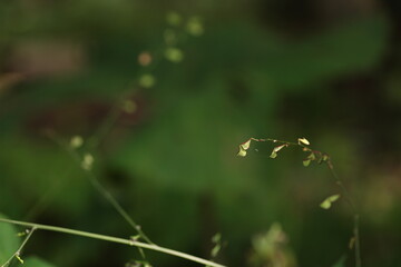 森の中で見かけた、独特の形状をしたヌスビトハギの果実