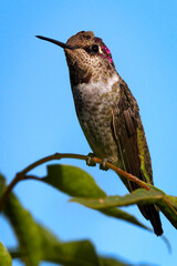 hummingbird