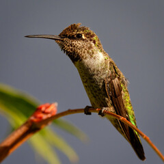 hummingbird on a branch © Michael