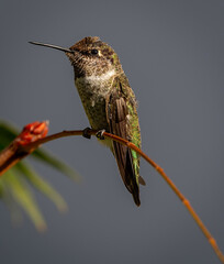 hummingbird on a limb © Michael