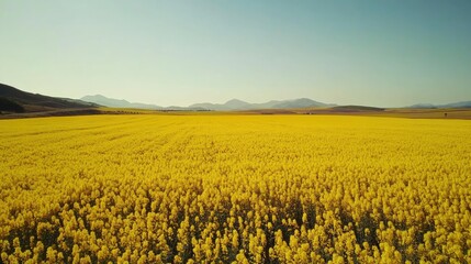 Fototapeta premium Vibrant yellow fields under a clear sky showcasing nature s beauty and agricultural landscapes