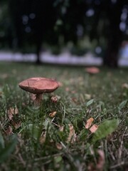 mushroom in the grass