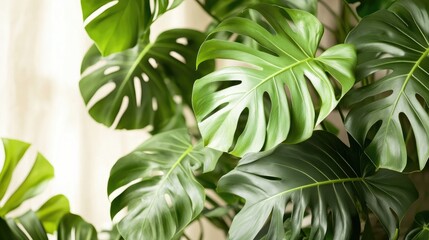 House plant suitable for indoor spaces featuring large wavy green leaves adorned with light patterns