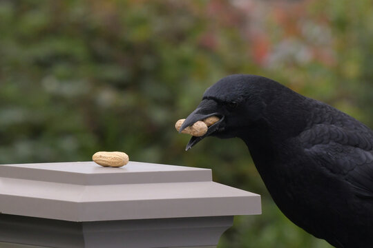 Crow - should I take one more?
