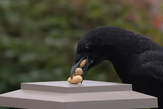 Greedy Crow with three peanuts