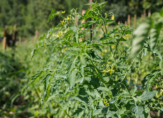 The image captures thriving tomato plants with rich green leaves and yellow flowers, set in a lush background of similar greenery, evoking a sense of vitality and natural abundance.