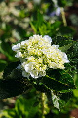 This image features a close-up of a white hydrangea bloom with delicate petals layered in a tight cluster. The background is softly blurred, enhancing its serene and peaceful atmosphere.