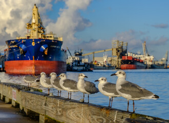 Fototapeta premium Seagulls and Ships