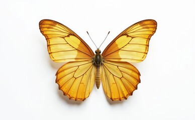 Obraz premium golden butterfly flying, butterfly isolated on white background, butterfly, insect, dragonfly