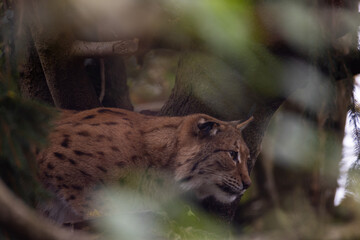 Carpathian lynx (Lynx lynx carpathicus) during the autumn. Subspecies of the Eurasian lynx found in the Carpathian Basin of Romania, Slovakia, Hungary, Ukraine and Bulgaria