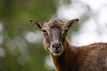 Capreolus capreolus european roe deer female on a field. Very close-up head portrait. Eye to eye contact.