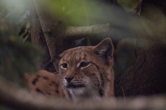 Carpathian lynx (Lynx lynx carpathicus) during the autumn. Subspecies of the Eurasian lynx found in the Carpathian Basin of Romania, Slovakia, Hungary, Ukraine and Bulgaria