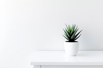 A Single Potted Succulent on a White Tabletop
